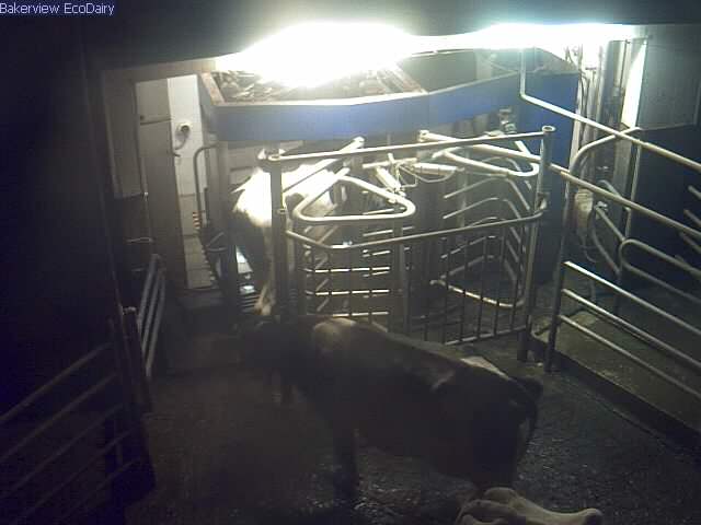 Hit Refresh To Restart Stream